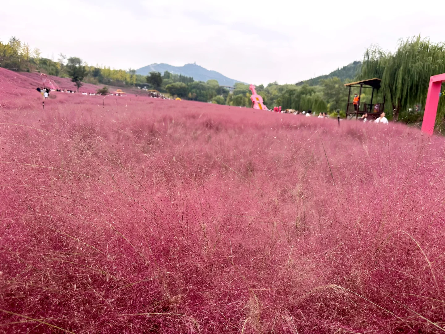 邯郸紫山粉黛草|十一免费游玩仙境