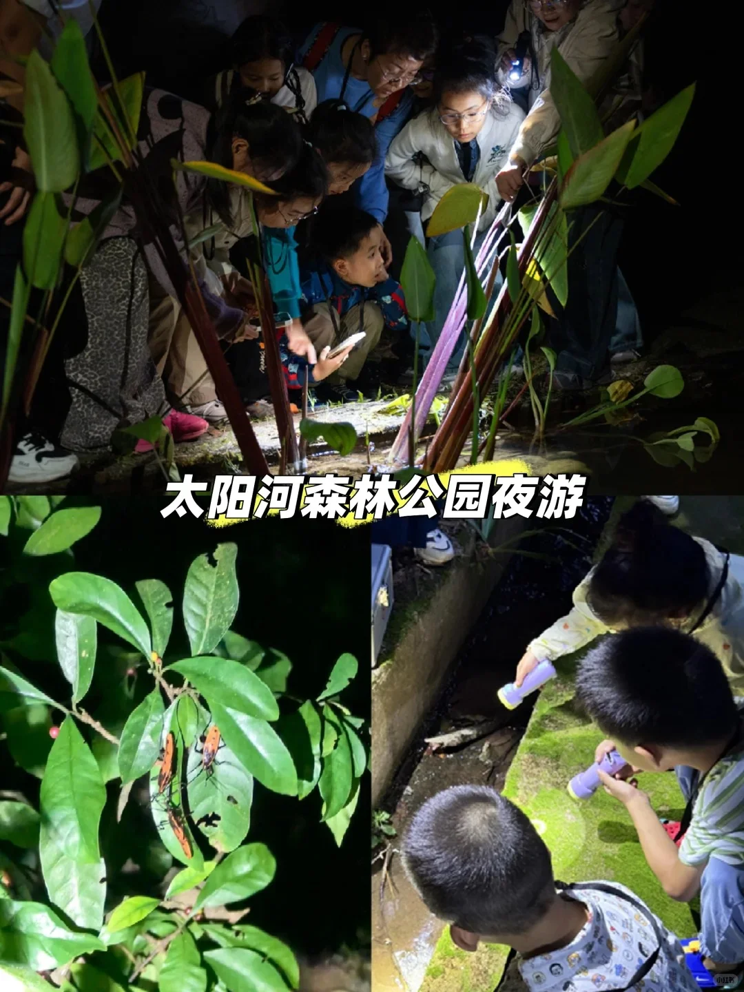 人生建议:带娃去西双版纳,一定要寒假去!