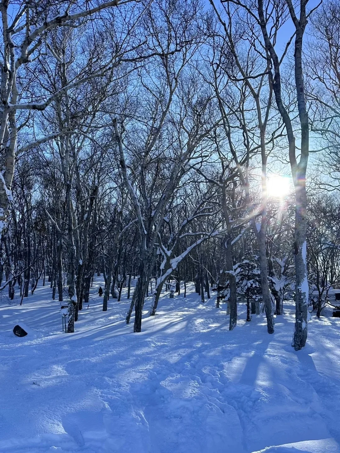 旭川拼车一日游【5个景点】只要200➕