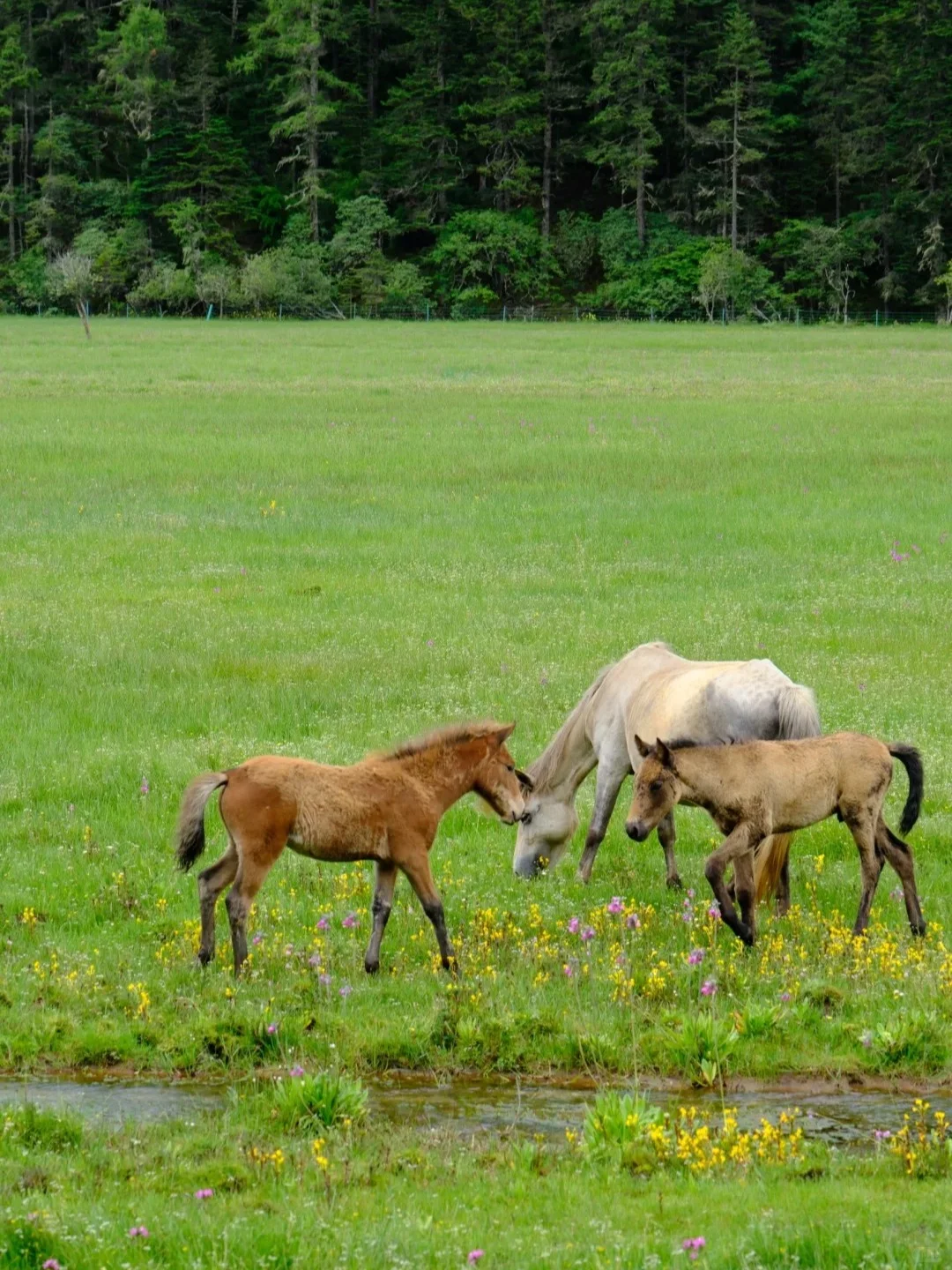 普达措徒步指南，高原秘境这样玩才尽兴！