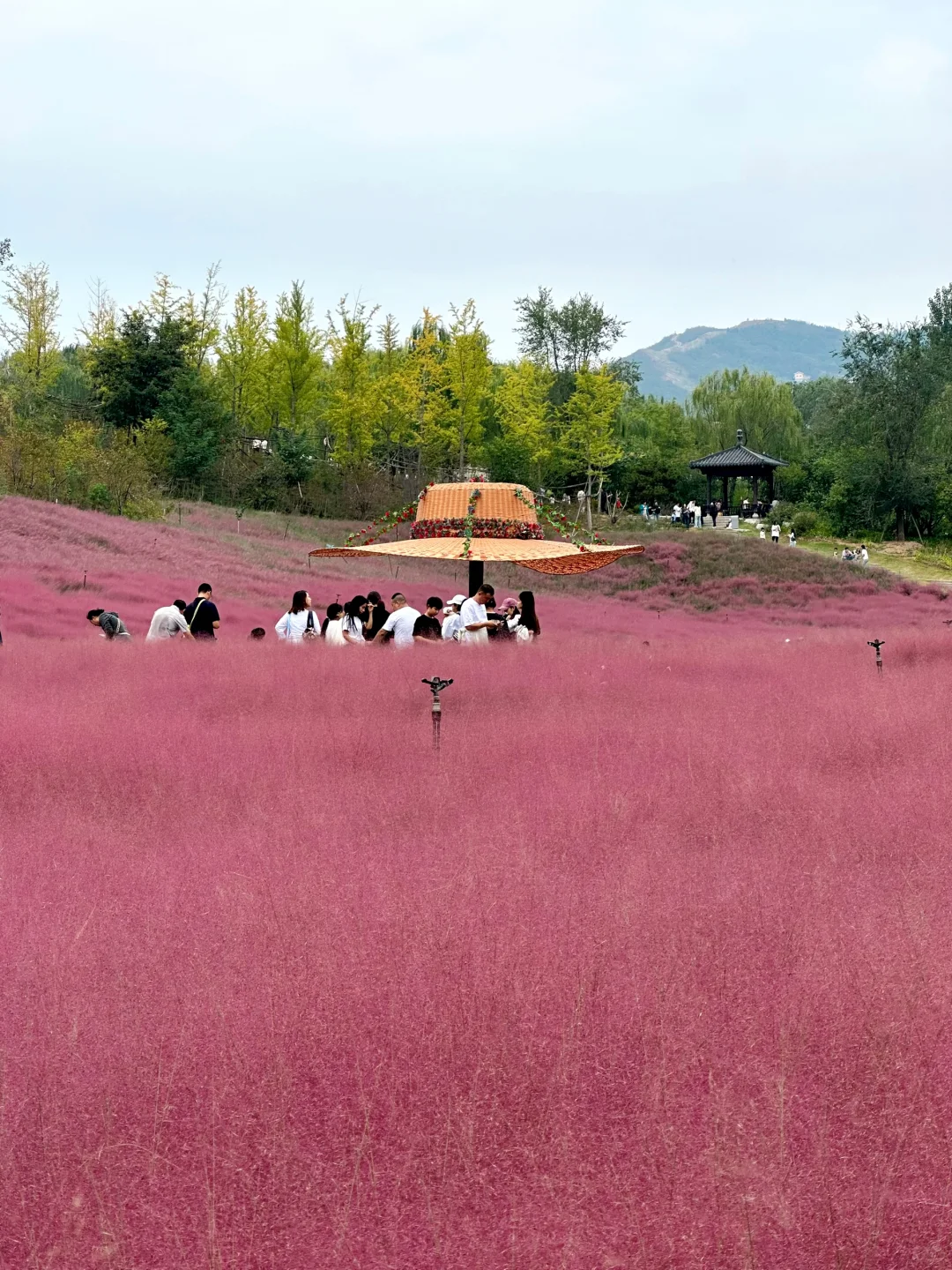 邯郸紫山粉黛草|十一免费游玩仙境