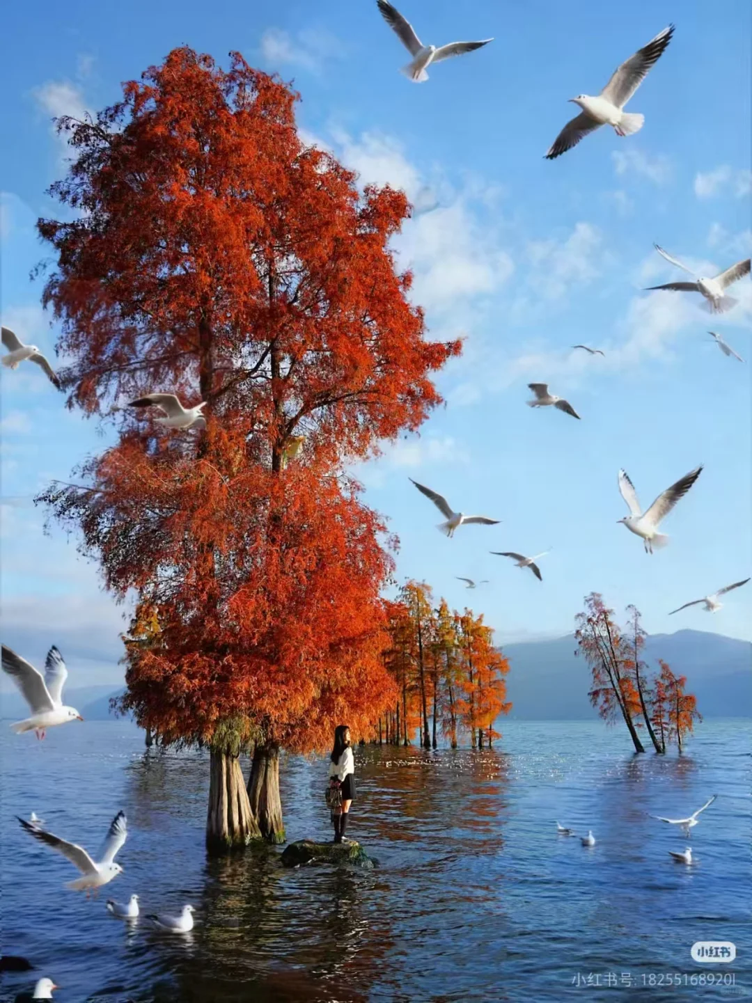 📍云南包车最近推荐景点！