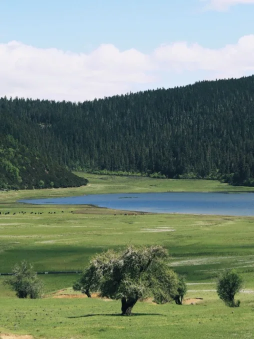 普达措徒步指南，高原秘境这样玩才尽兴！