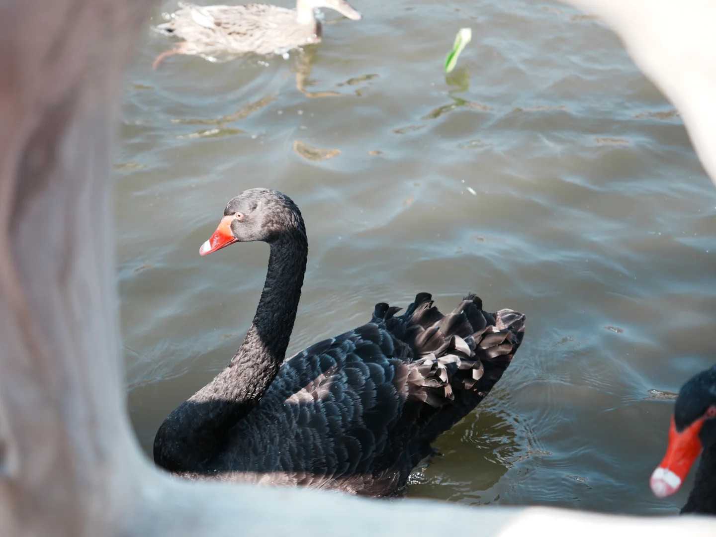 武汉遛娃|藏在景区的小天地木兰动物王国