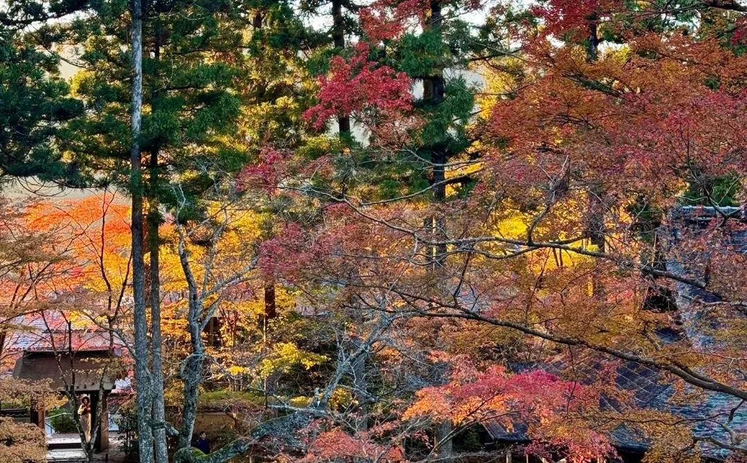 一个人旅行🇯🇵2025京都红叶我的赏枫排名