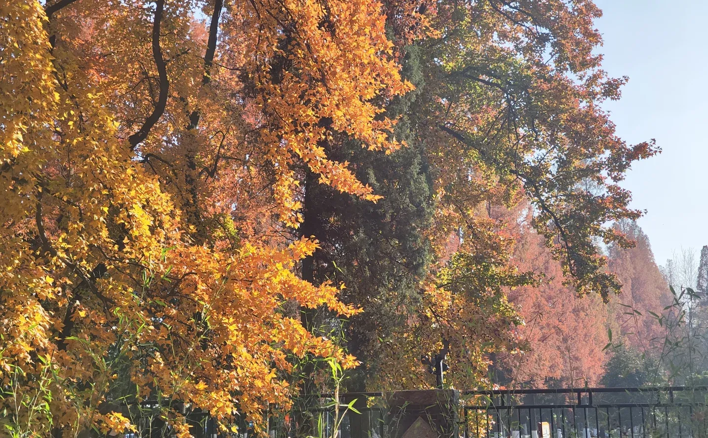 南京｜给广东人一点小小的秋天震撼