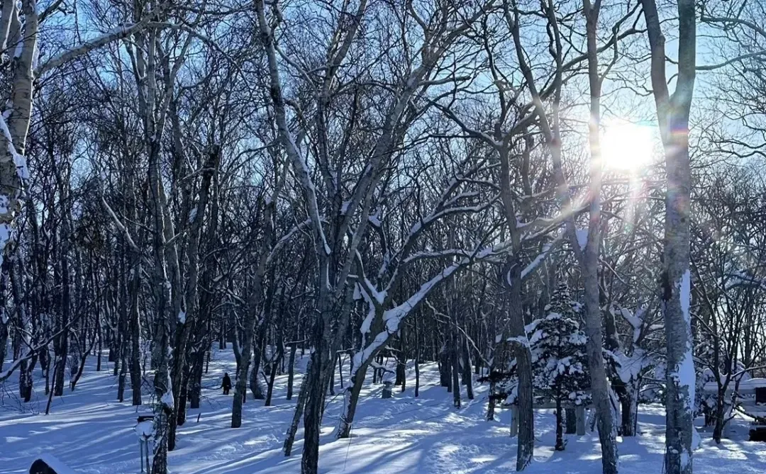 旭川拼车一日游【5个景点】只要200➕