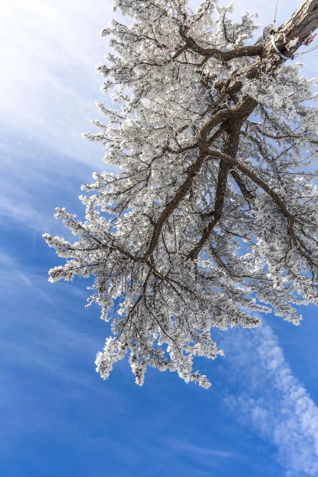 华山一日游-冬季特惠路线闭眼冲❄️