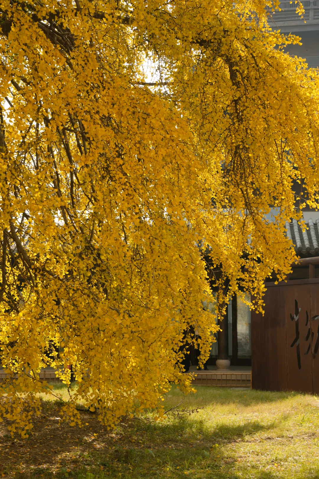 濮院古镇🍂和一棵树感受秋天