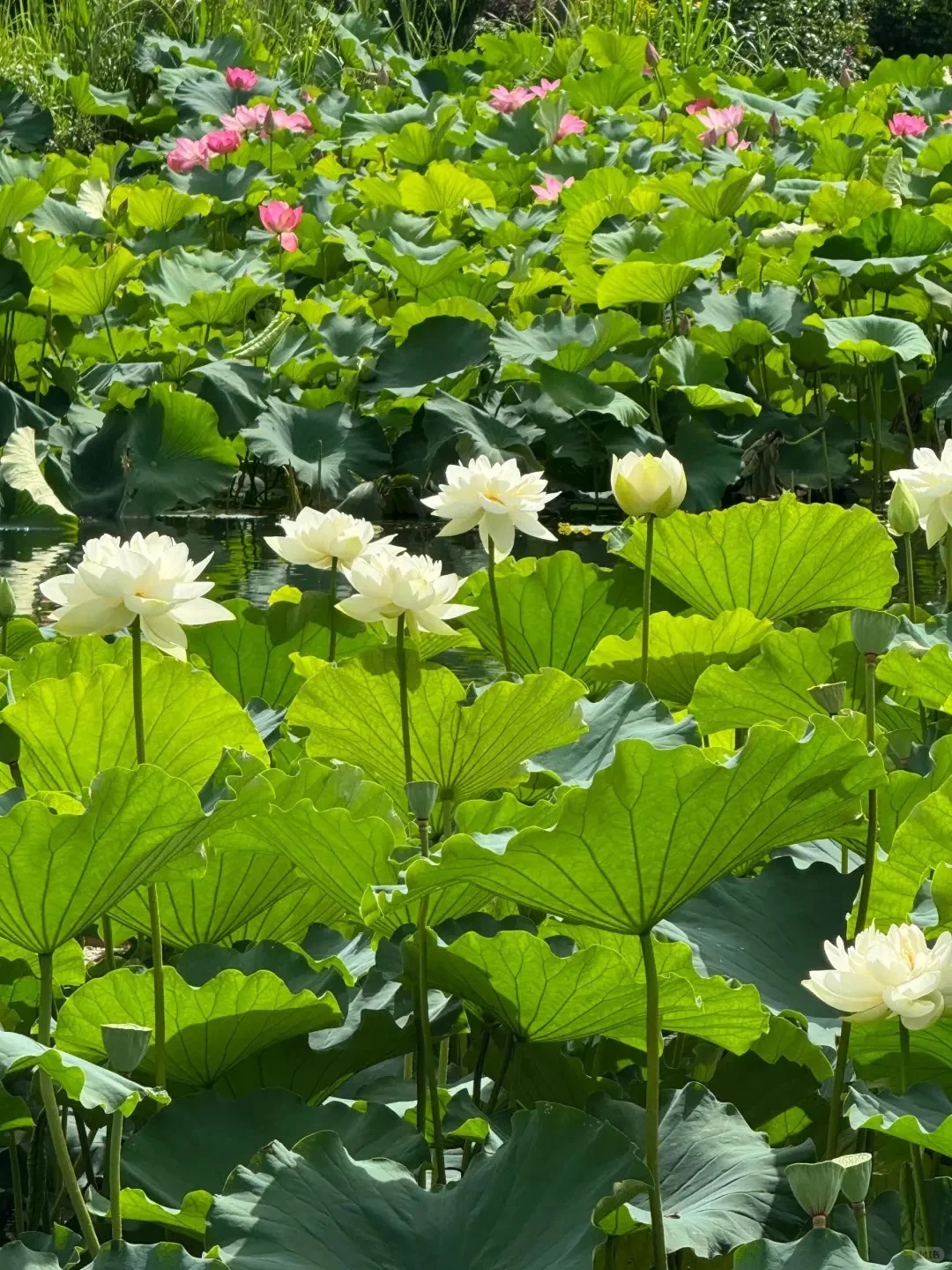 普者黑 | 中国最后的世外桃源🌿