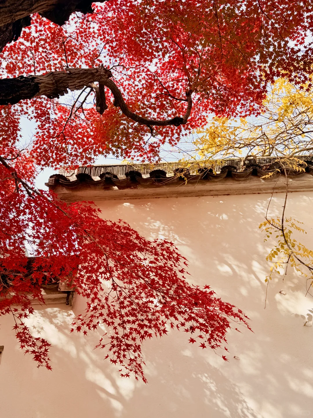 苏州12月赏秋🍂citywalk保姆级攻略(附路线)