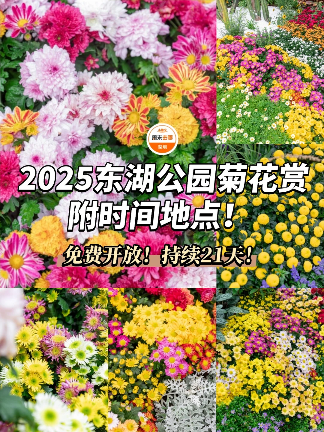 免费开放！2025深圳东湖公园菊花赏来啦！
