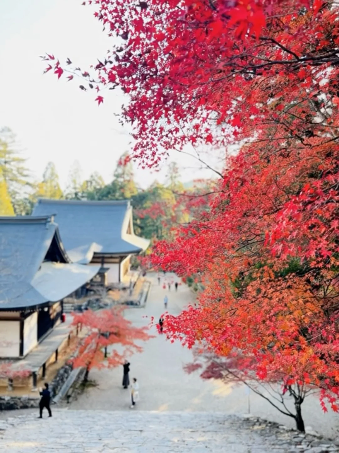 一个人旅行🇯🇵2025京都红叶我的赏枫排名