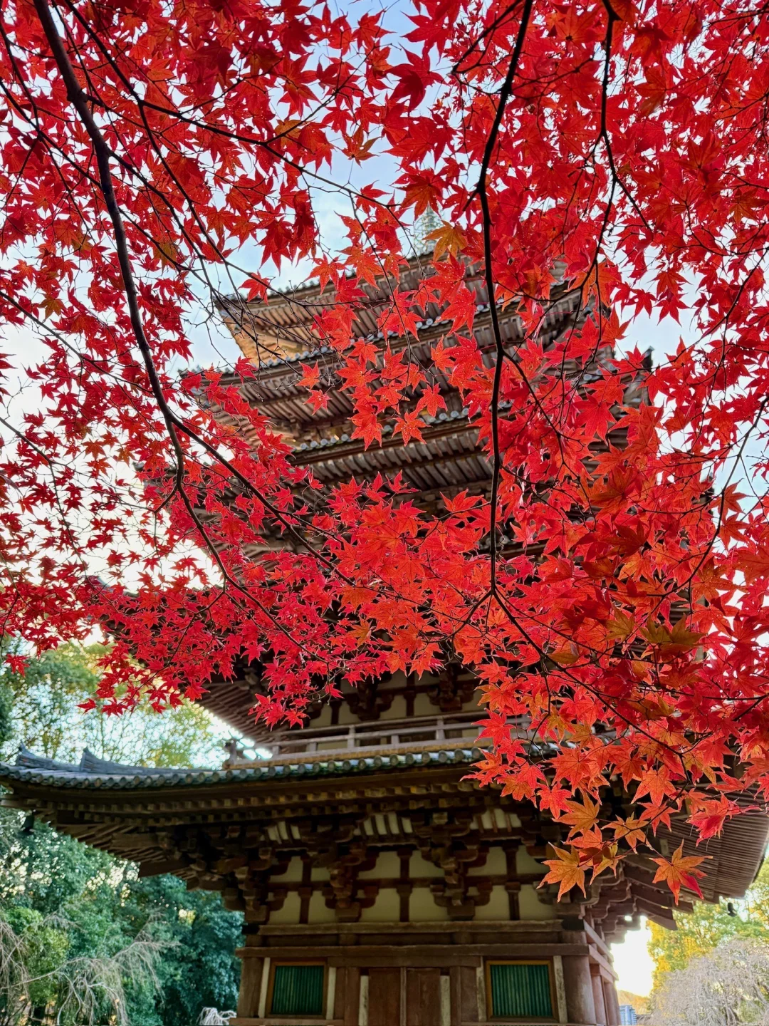 一个人旅行🇯🇵2025京都红叶我的赏枫排名