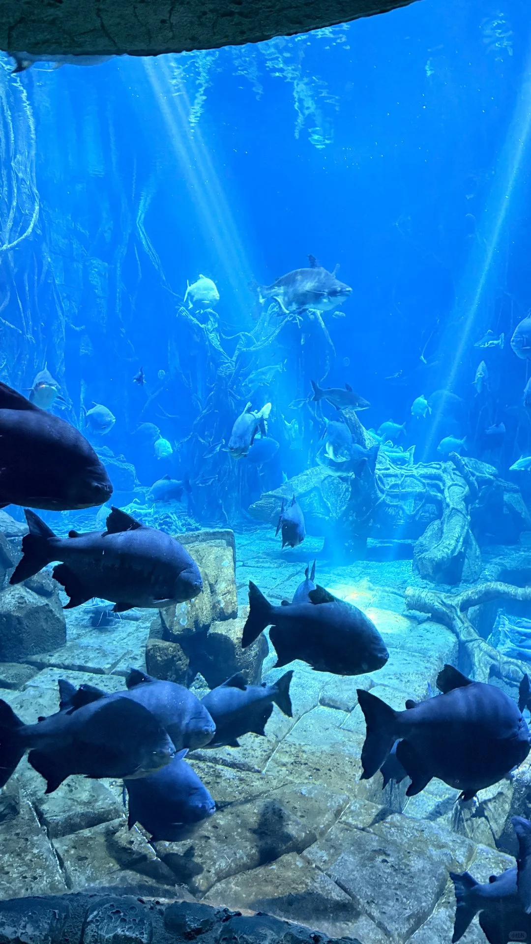 12月银基避雷攻略💣玩了两天,超好玩超值