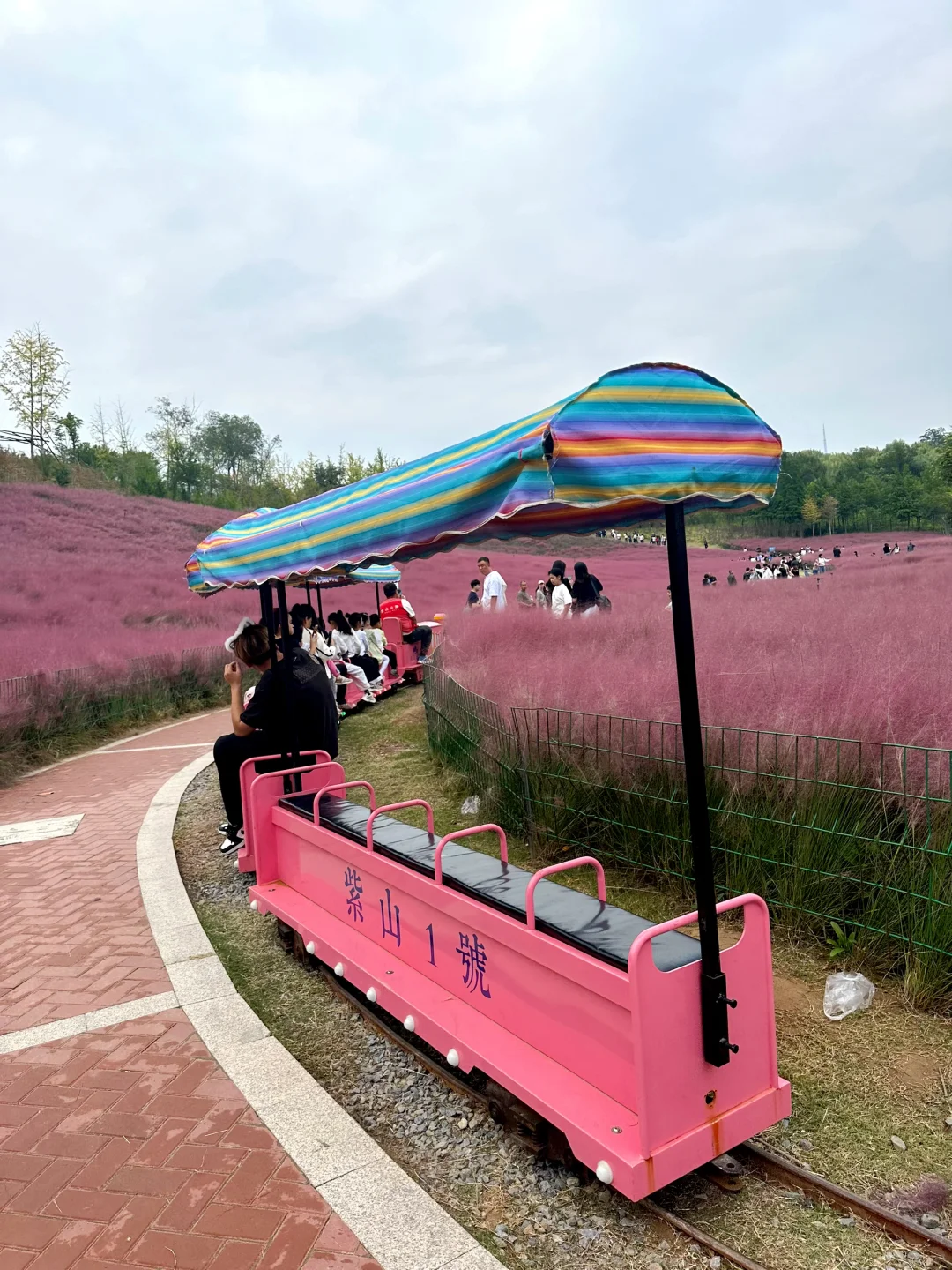 邯郸紫山粉黛草|十一免费游玩仙境