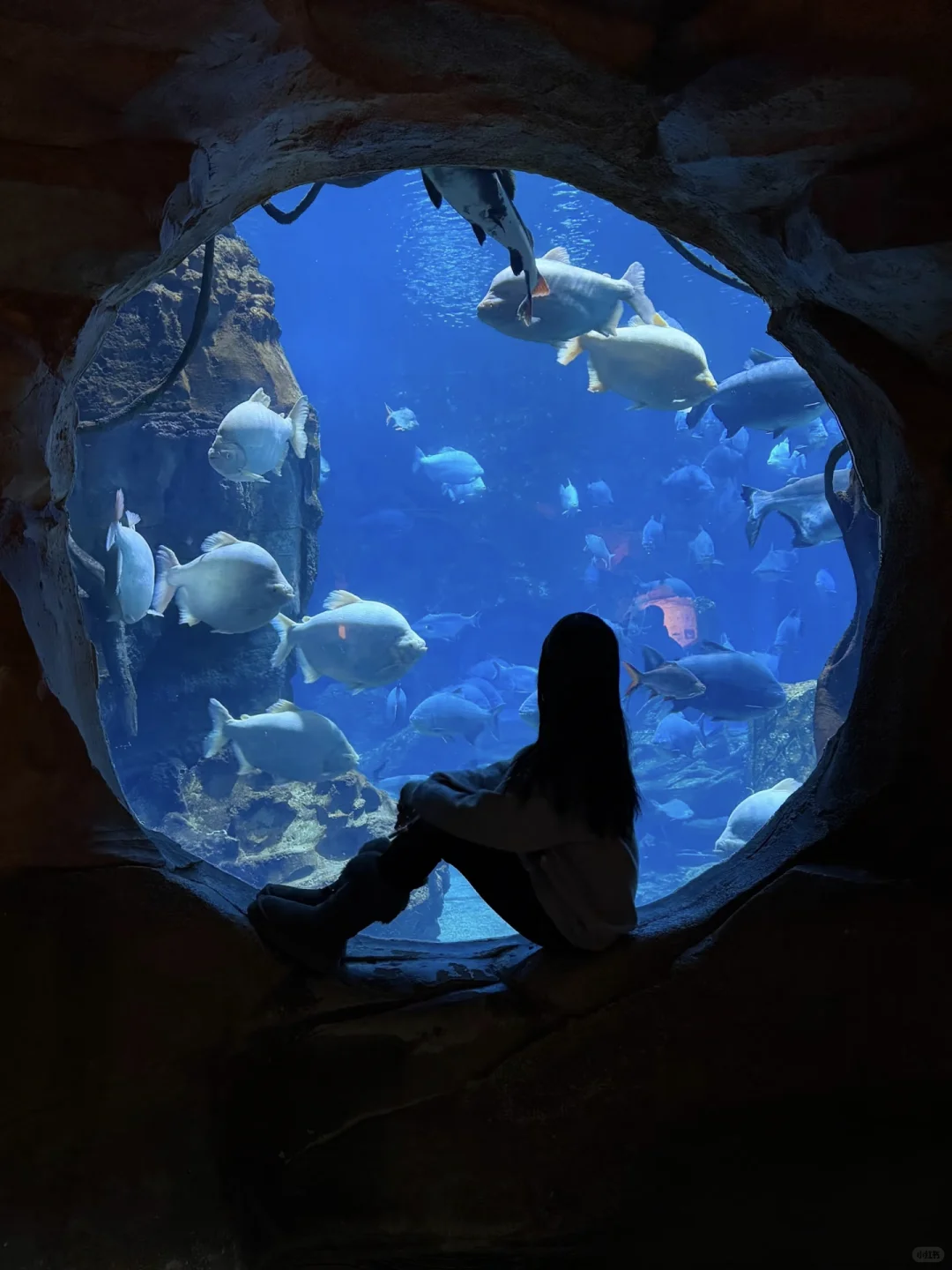 银基动物王国 | 迷失河谷拍照封神攻略📸