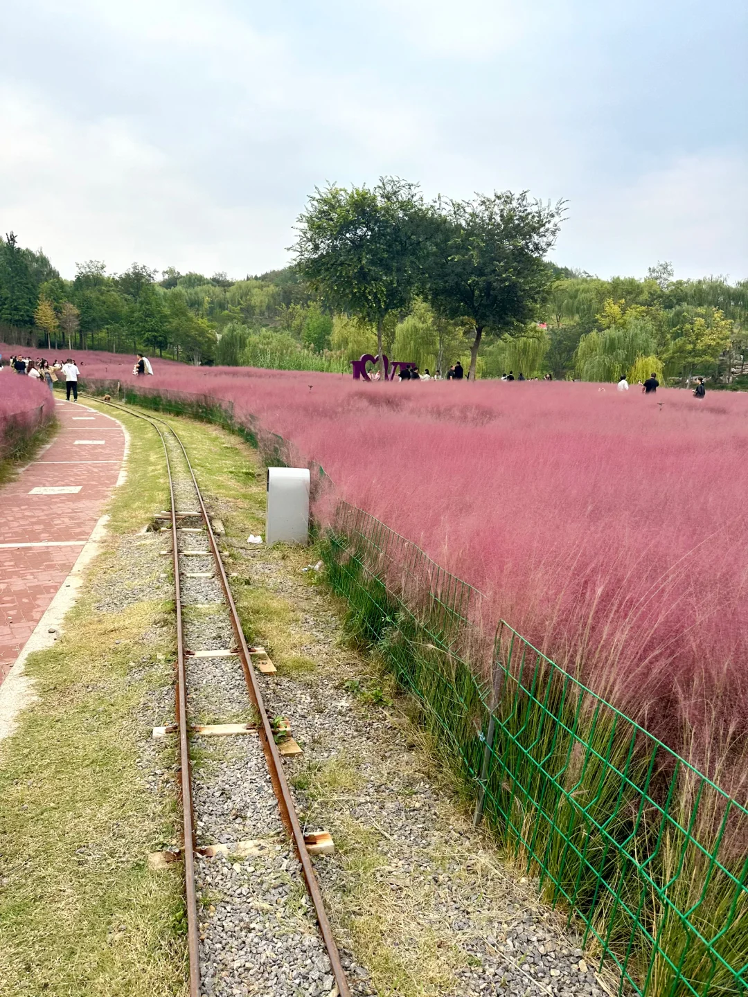 邯郸紫山粉黛草|十一免费游玩仙境