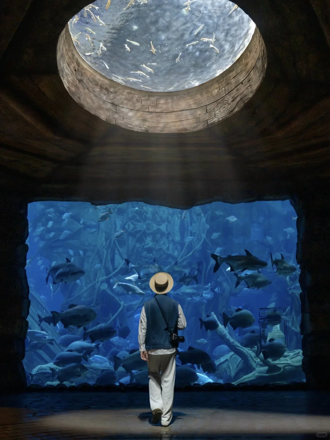 银基动物王国 | 迷失河谷拍照封神攻略📸