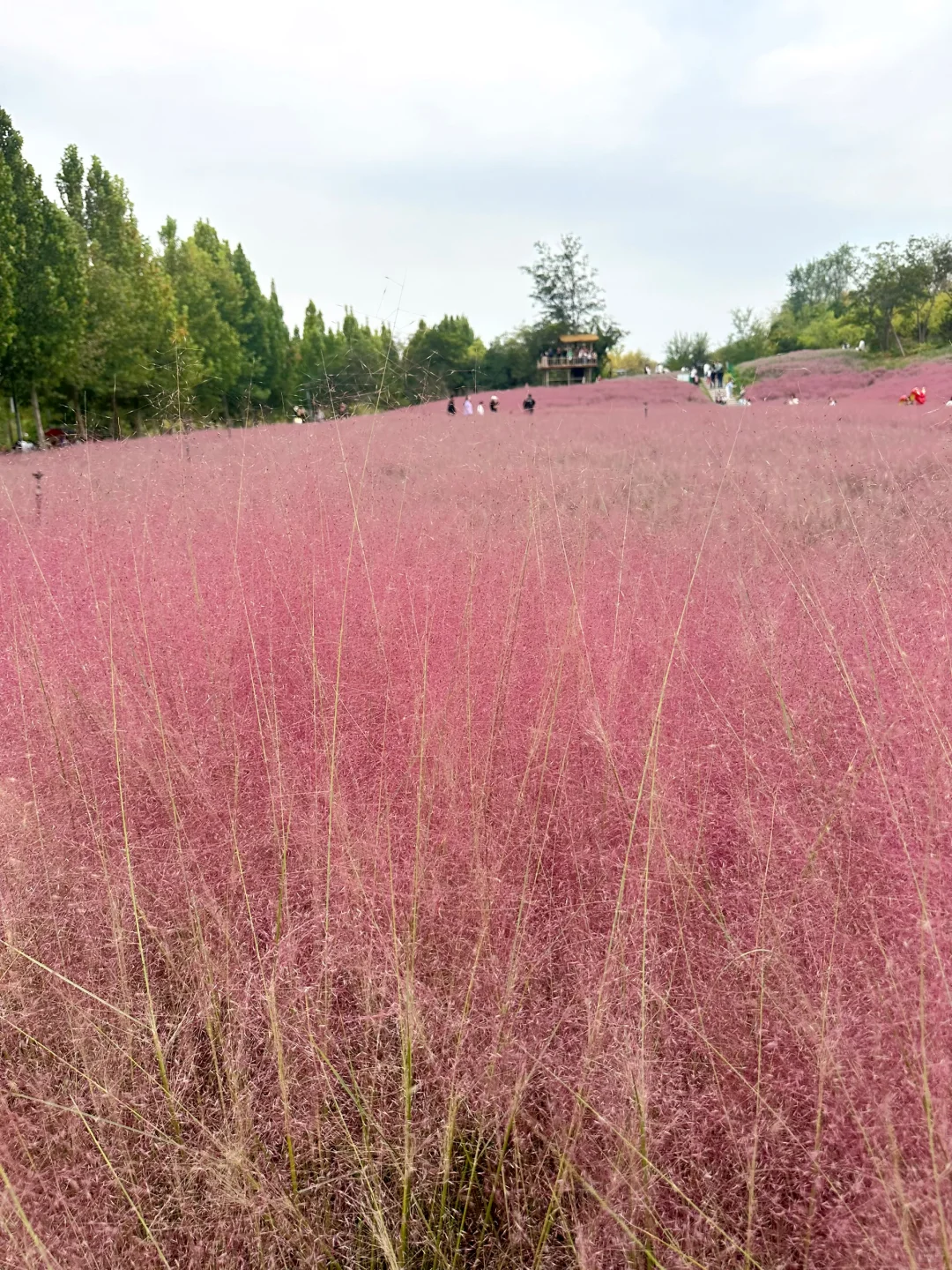 邯郸紫山粉黛草|十一免费游玩仙境