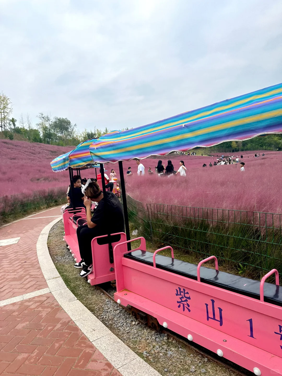 邯郸紫山粉黛草|十一免费游玩仙境