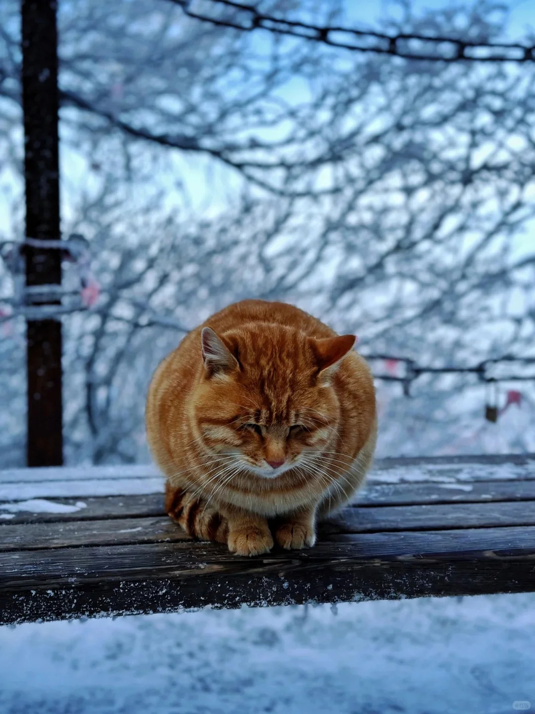 华山一日游-冬季特惠路线闭眼冲❄️
