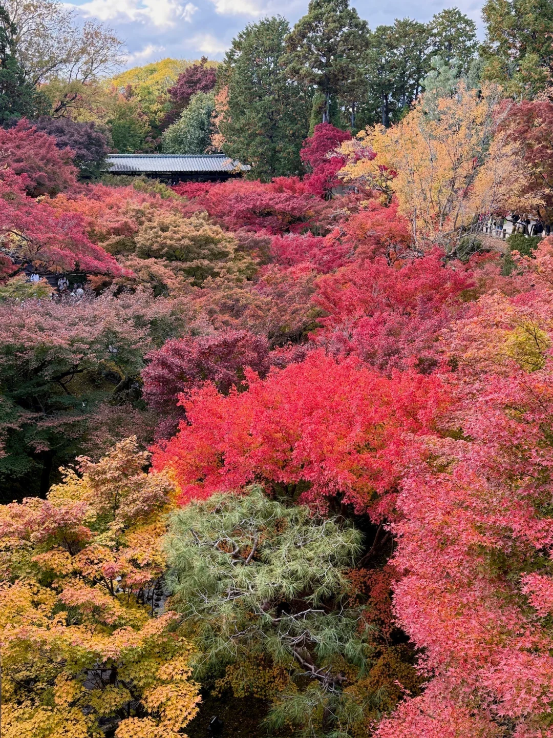 一个人旅行🇯🇵2025京都红叶我的赏枫排名