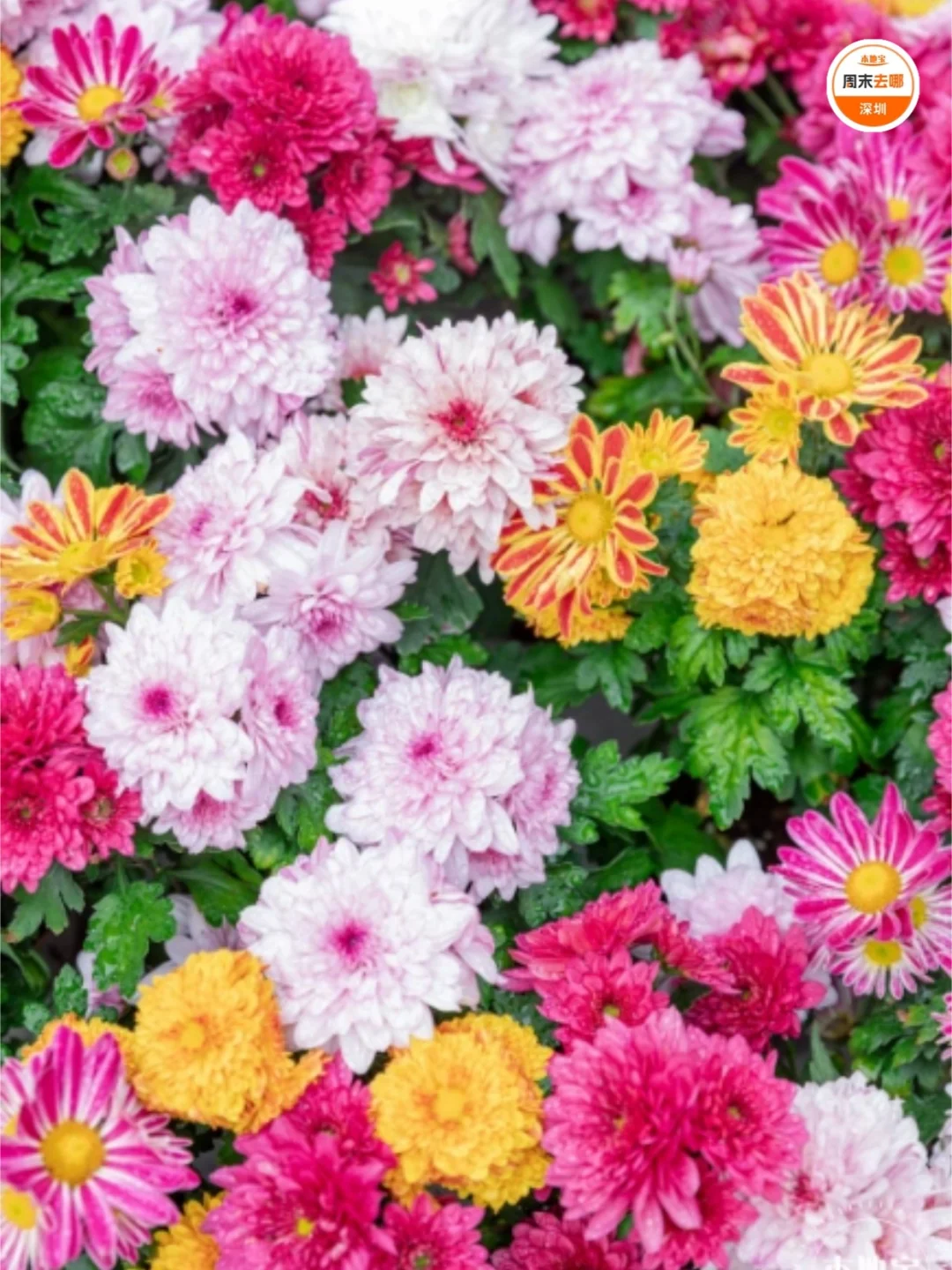 免费开放！2025深圳东湖公园菊花赏来啦！