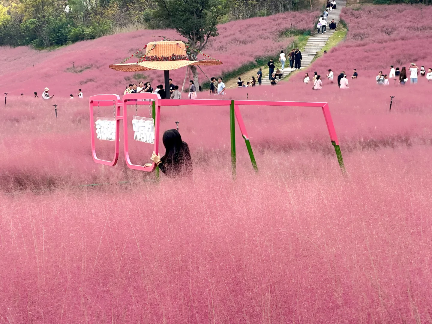 邯郸紫山粉黛草|十一免费游玩仙境