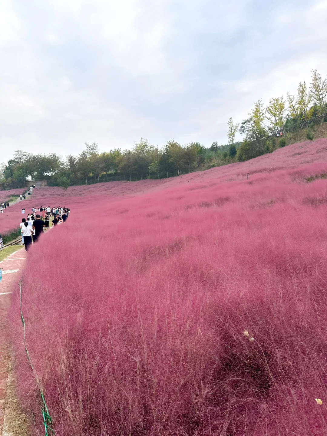 邯郸紫山粉黛草|十一免费游玩仙境