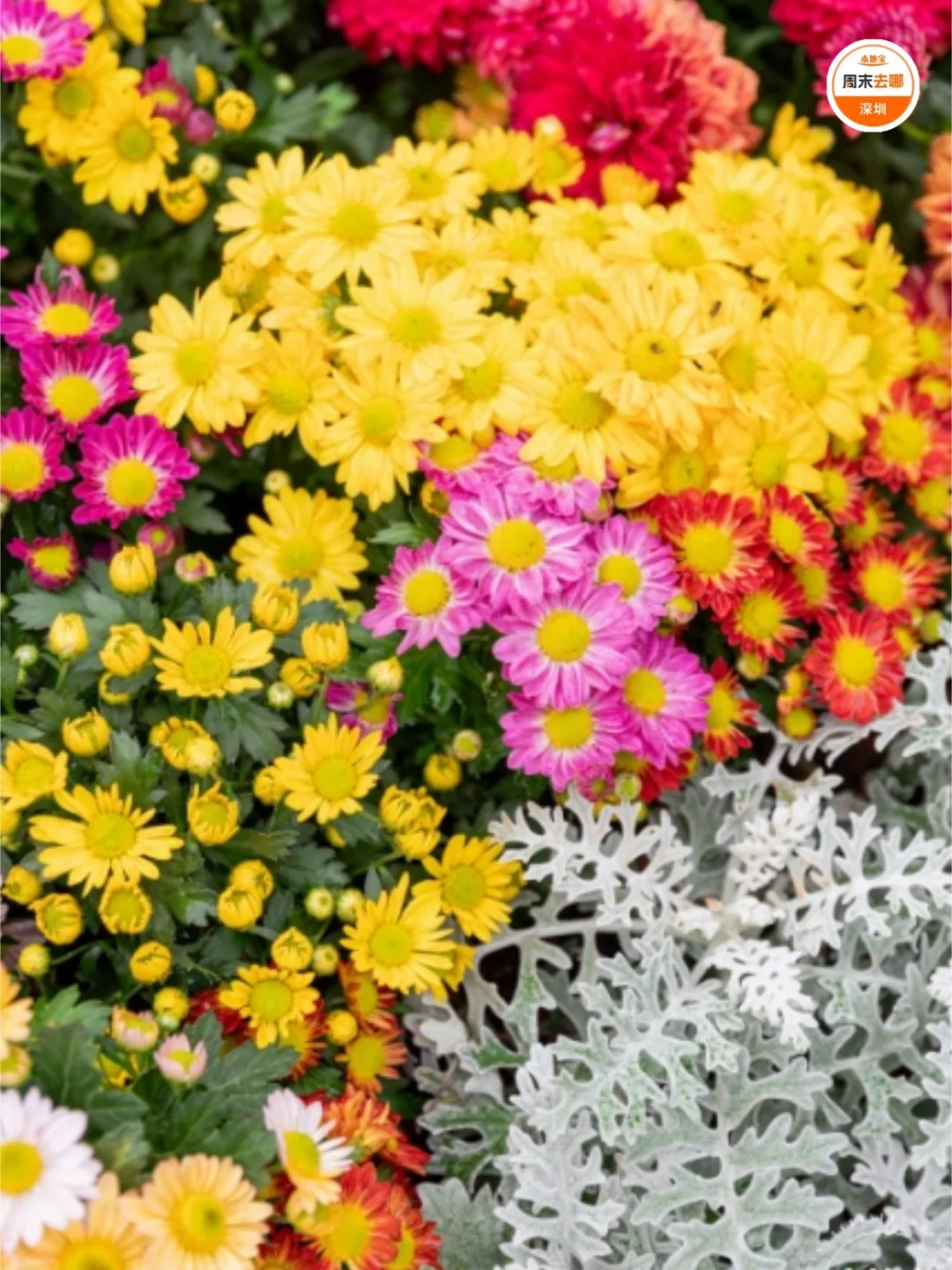 免费开放！2025深圳东湖公园菊花赏来啦！
