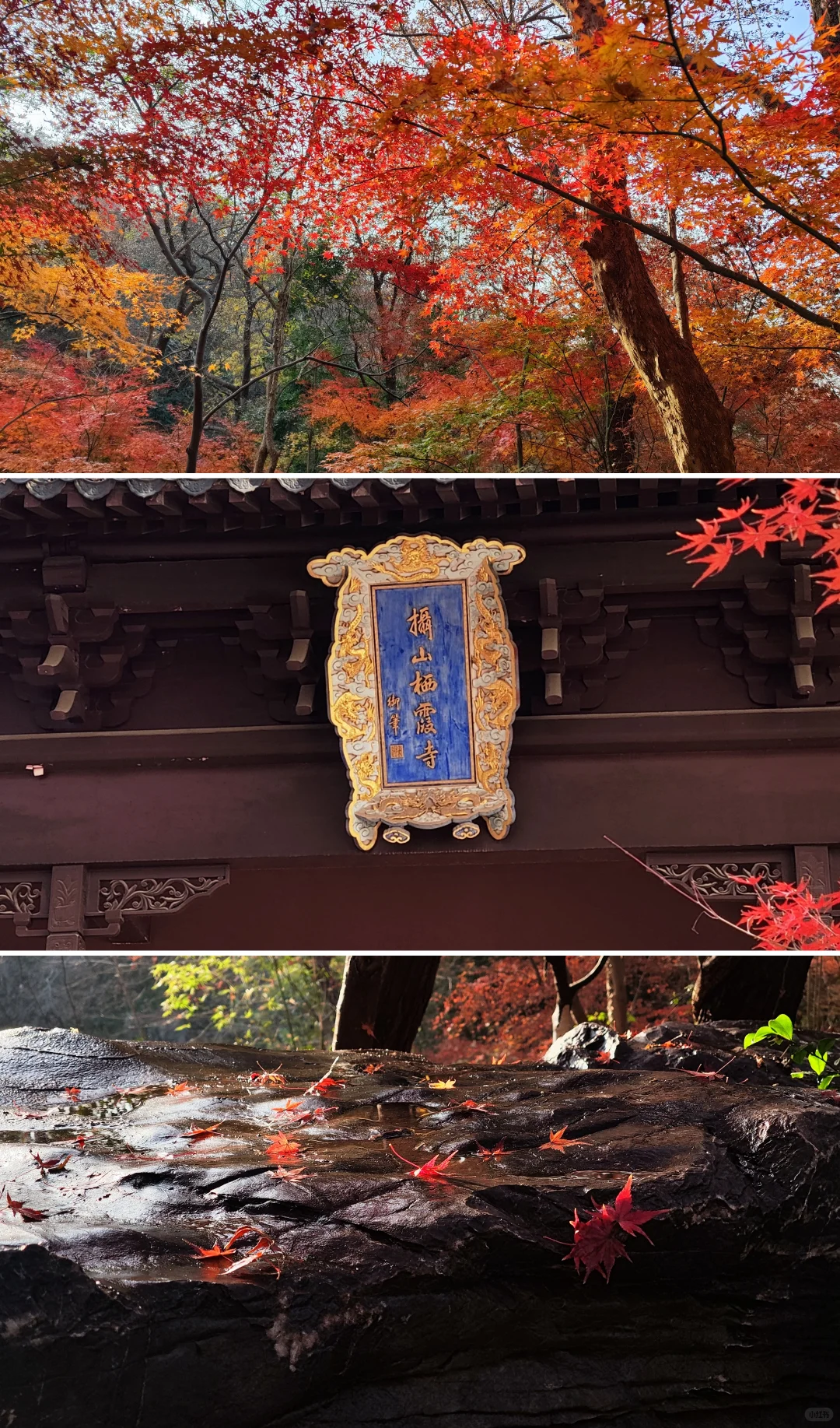 南京|给广东人一点小小的秋天震撼