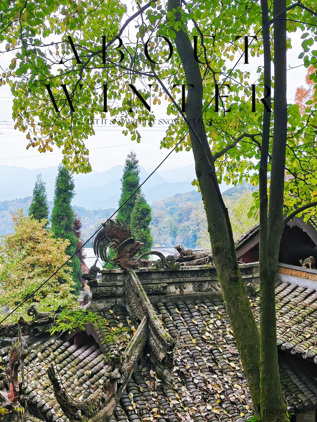 秋日古刹的静谧时光 🍁