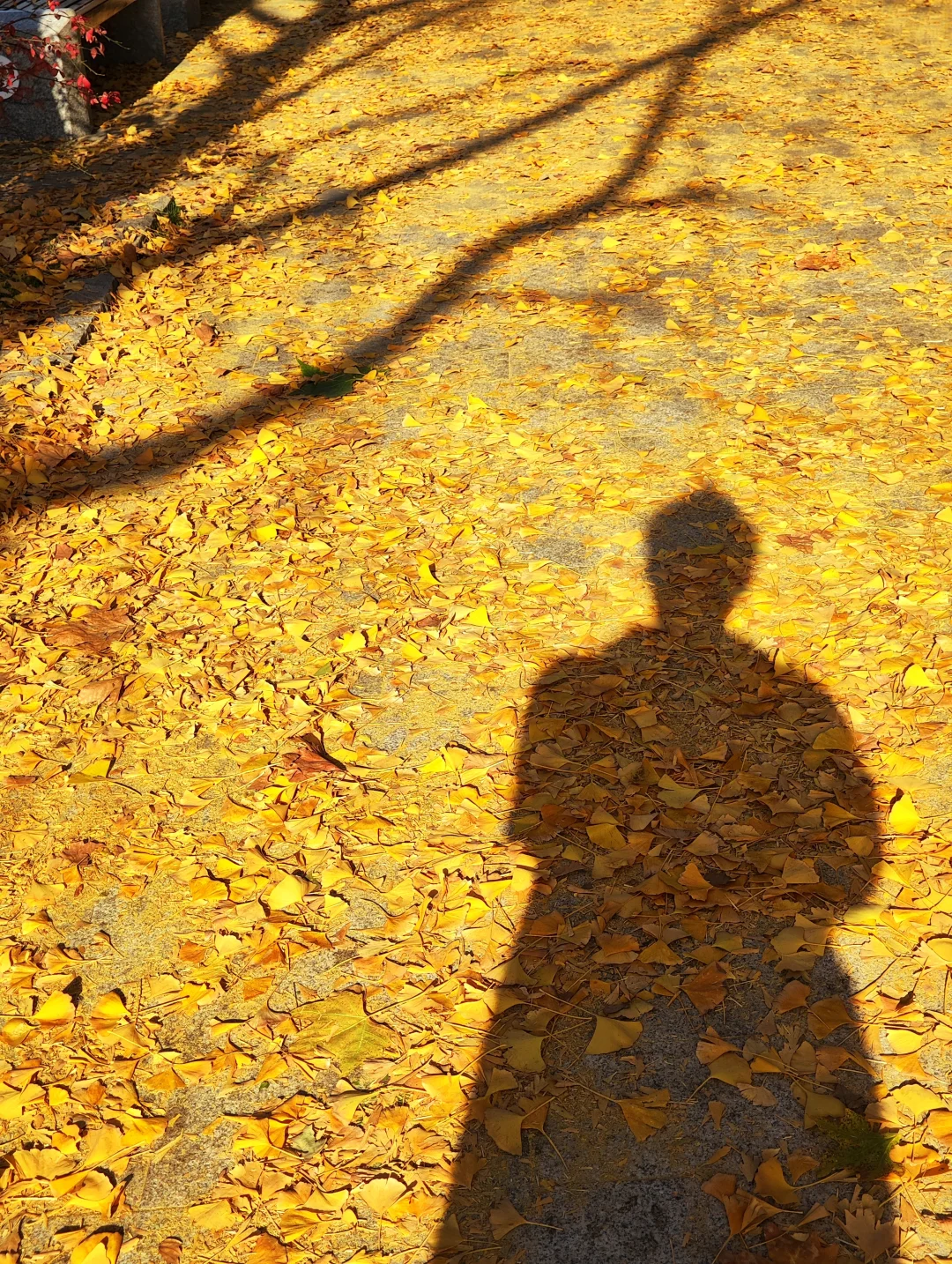 南京|给广东人一点小小的秋天震撼