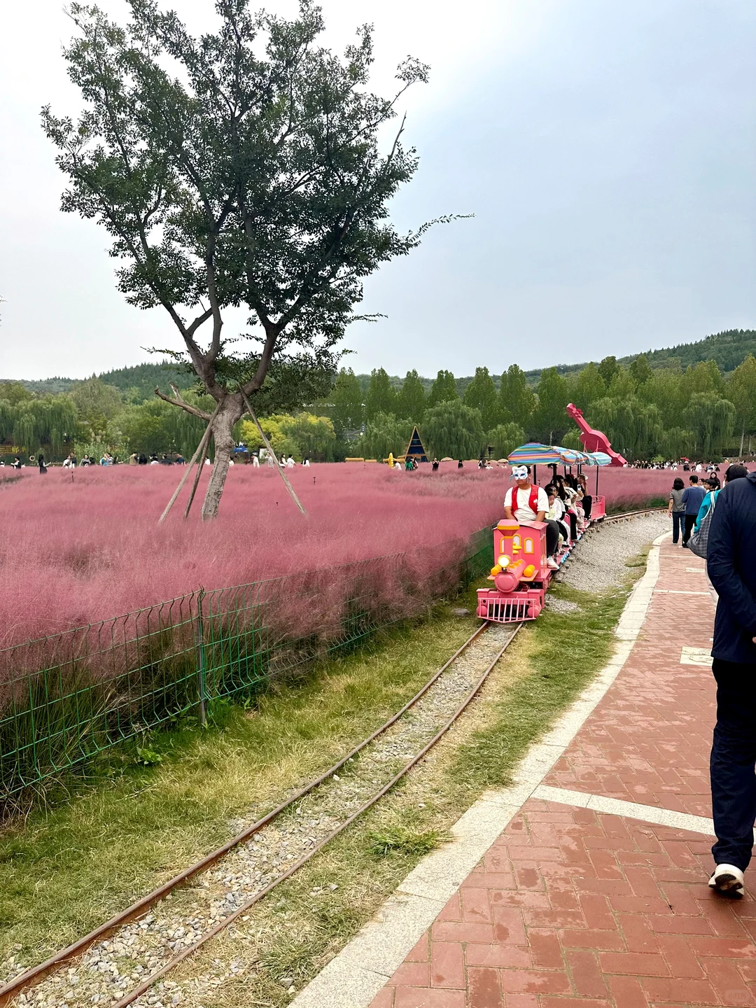 邯郸紫山粉黛草|十一免费游玩仙境