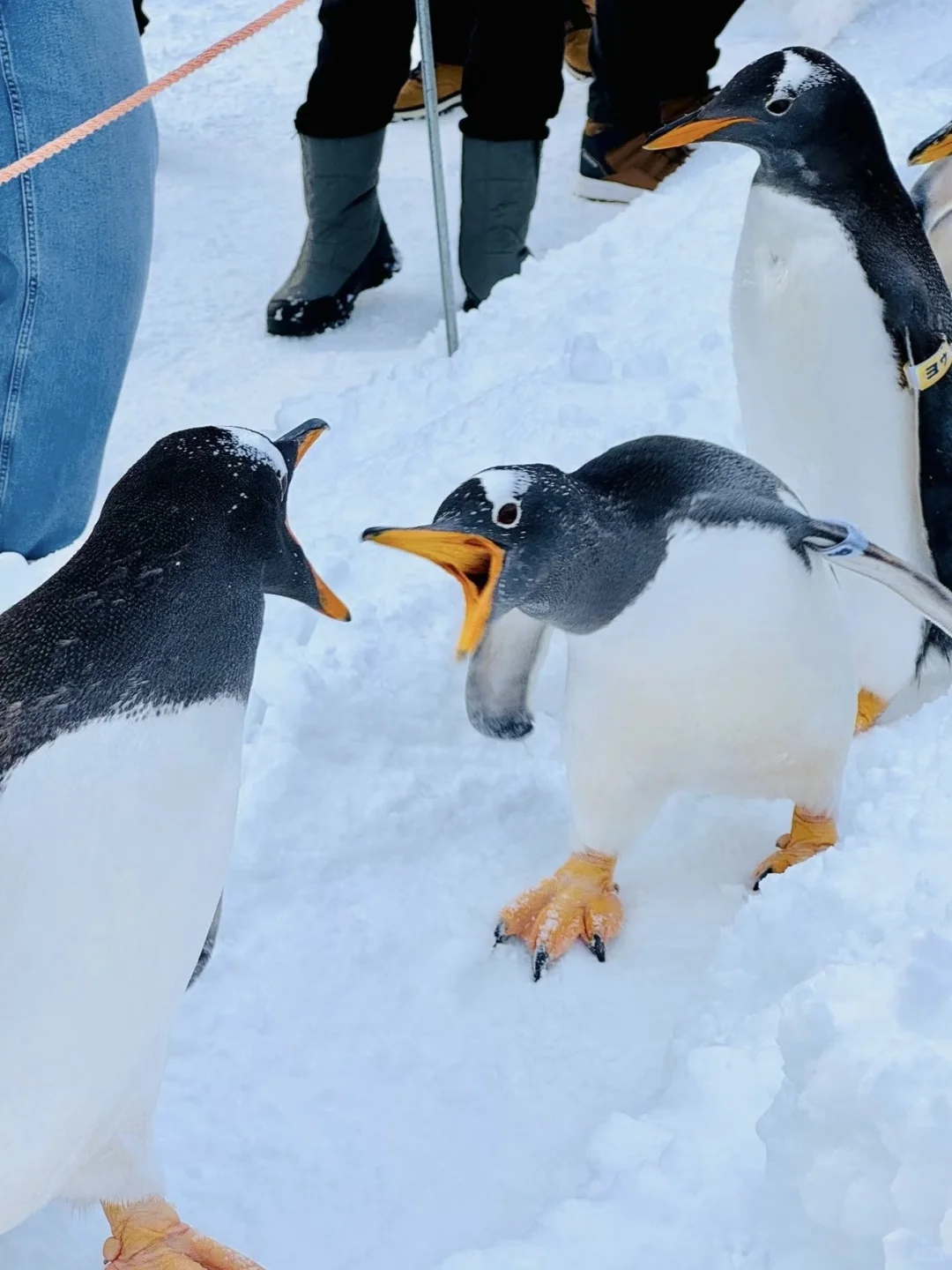 旭川拼车一日游【5个景点】只要200➕