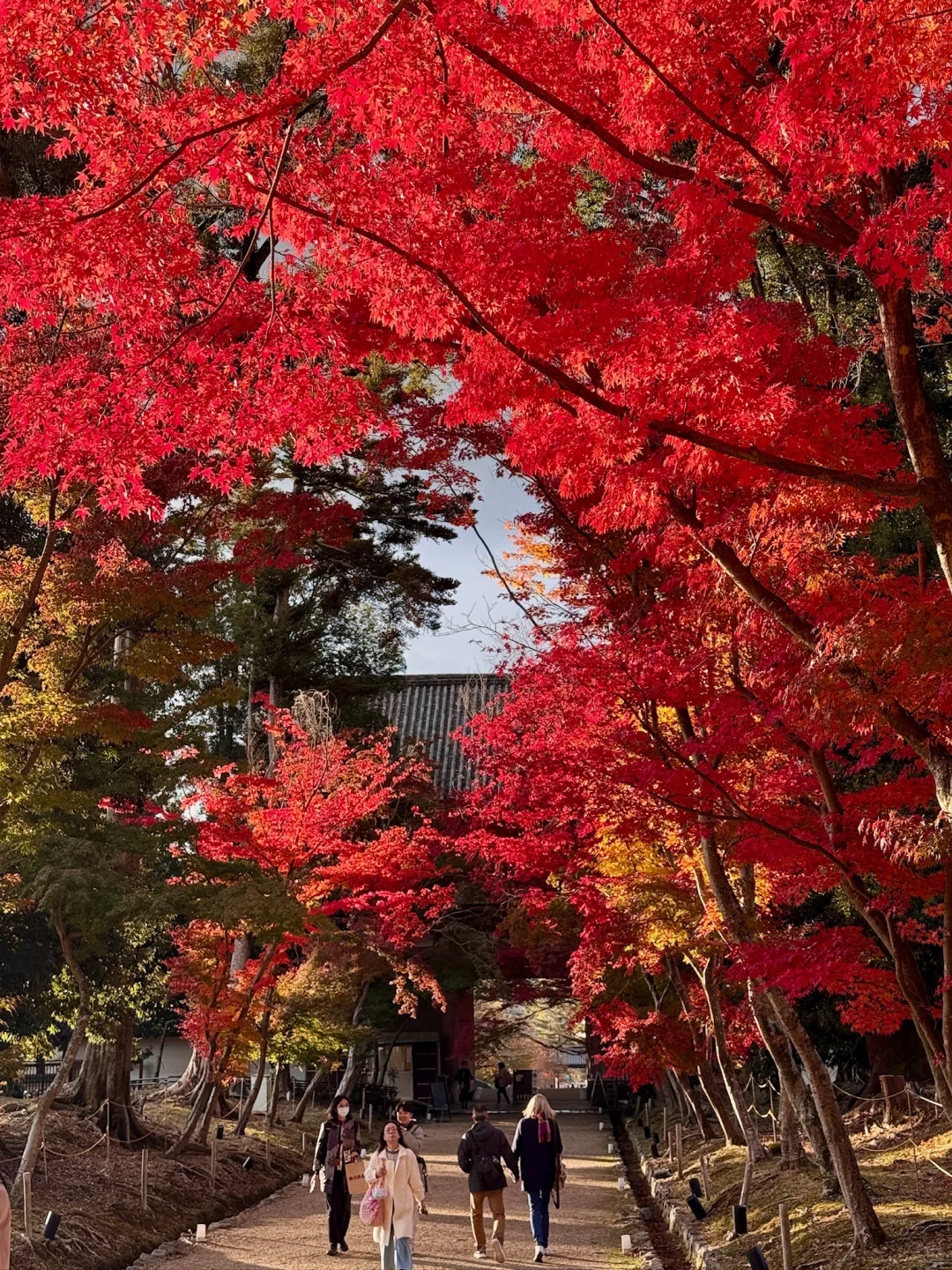 一个人旅行🇯🇵2025京都红叶我的赏枫排名