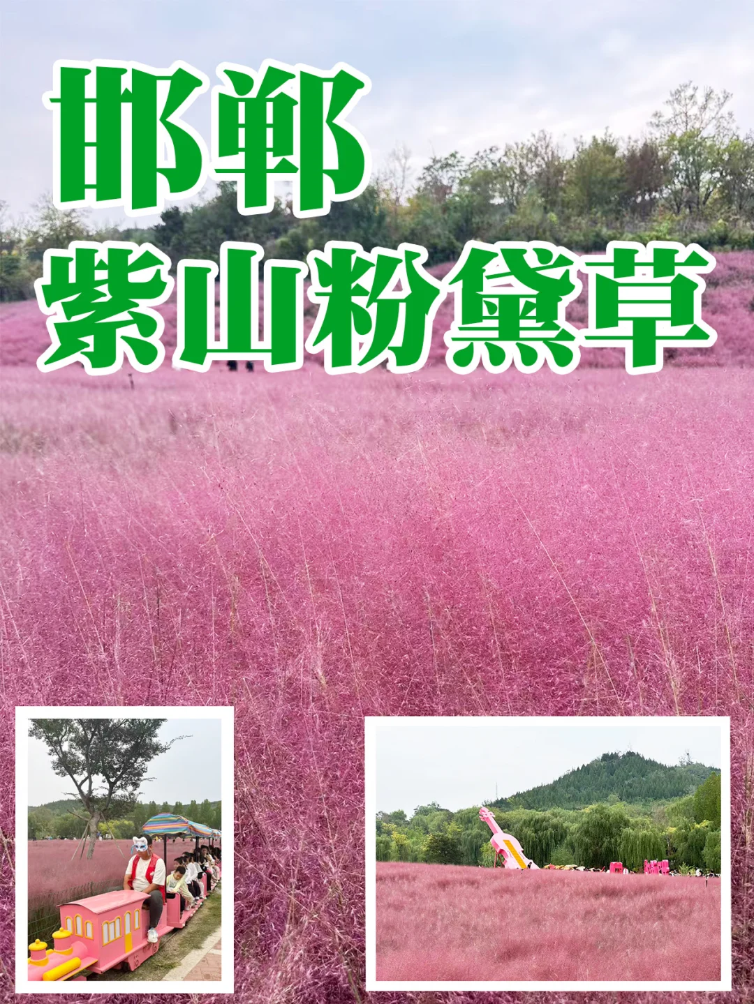 邯郸紫山粉黛草|十一免费游玩仙境