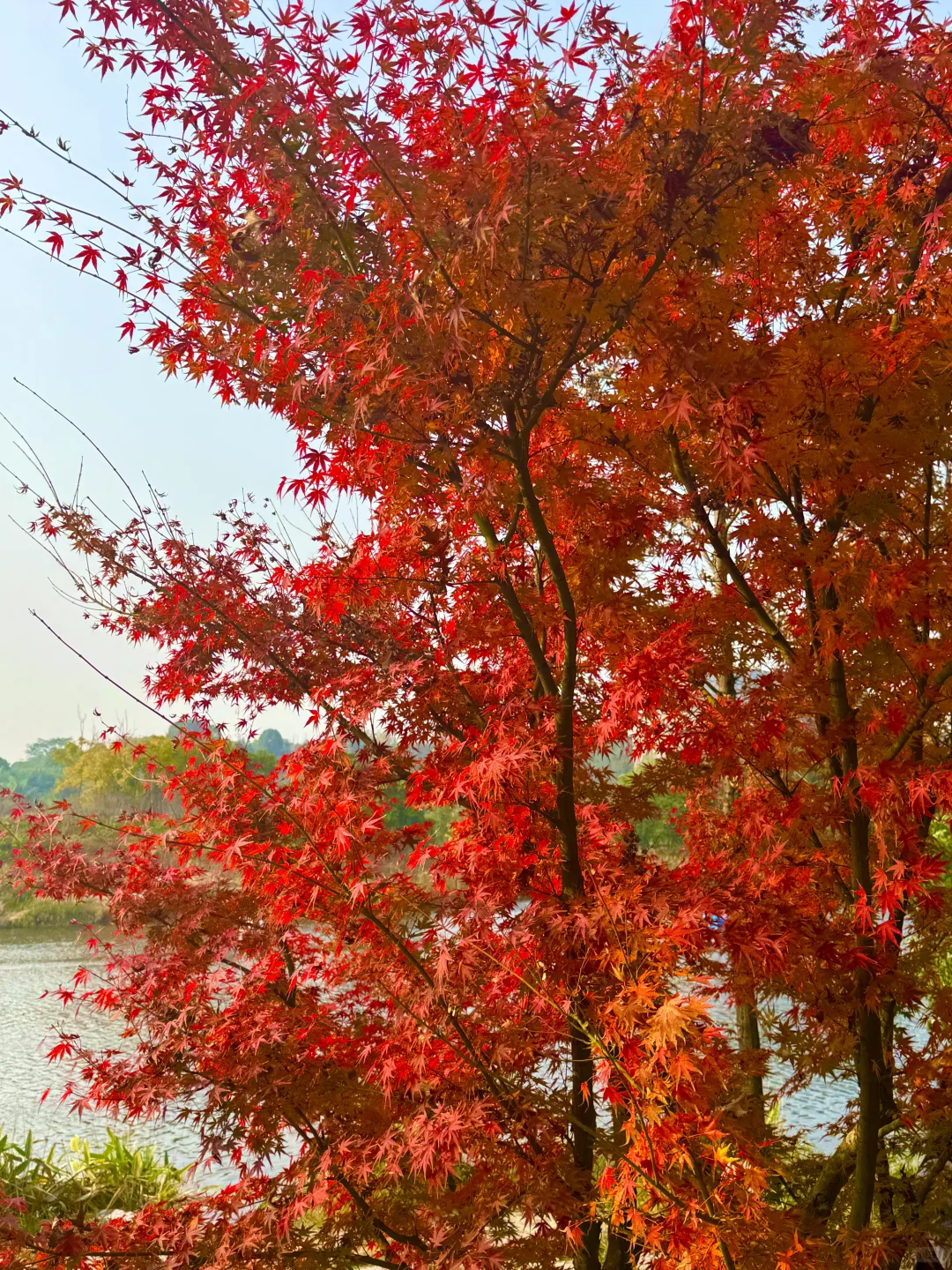 比中央公园好逛100000000倍!!!