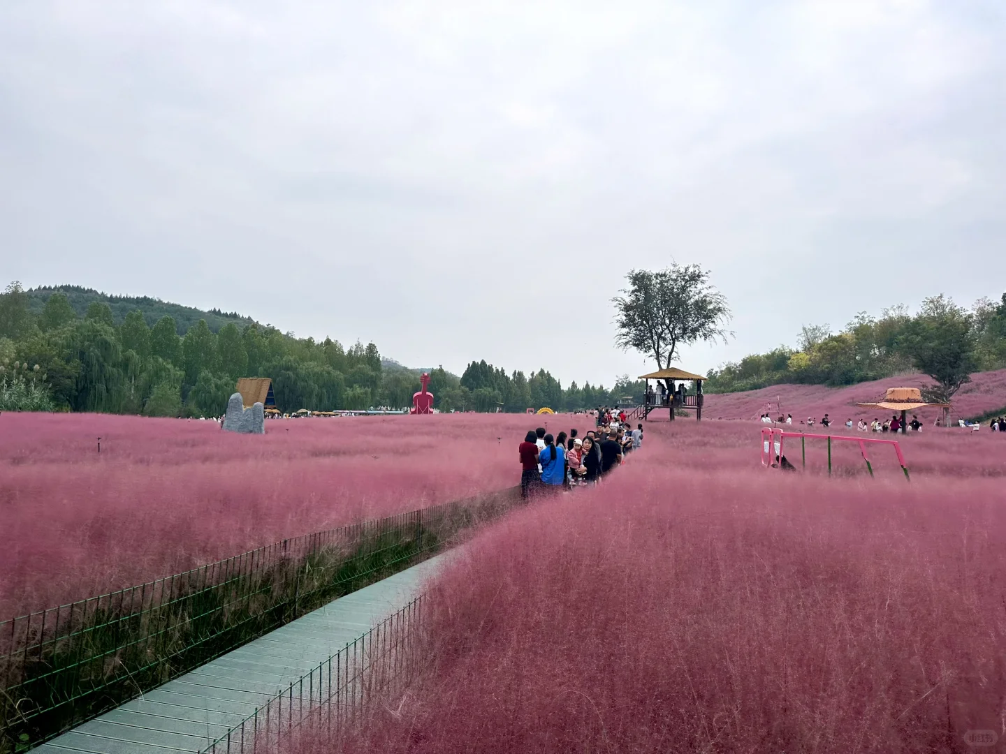 邯郸紫山粉黛草|十一免费游玩仙境