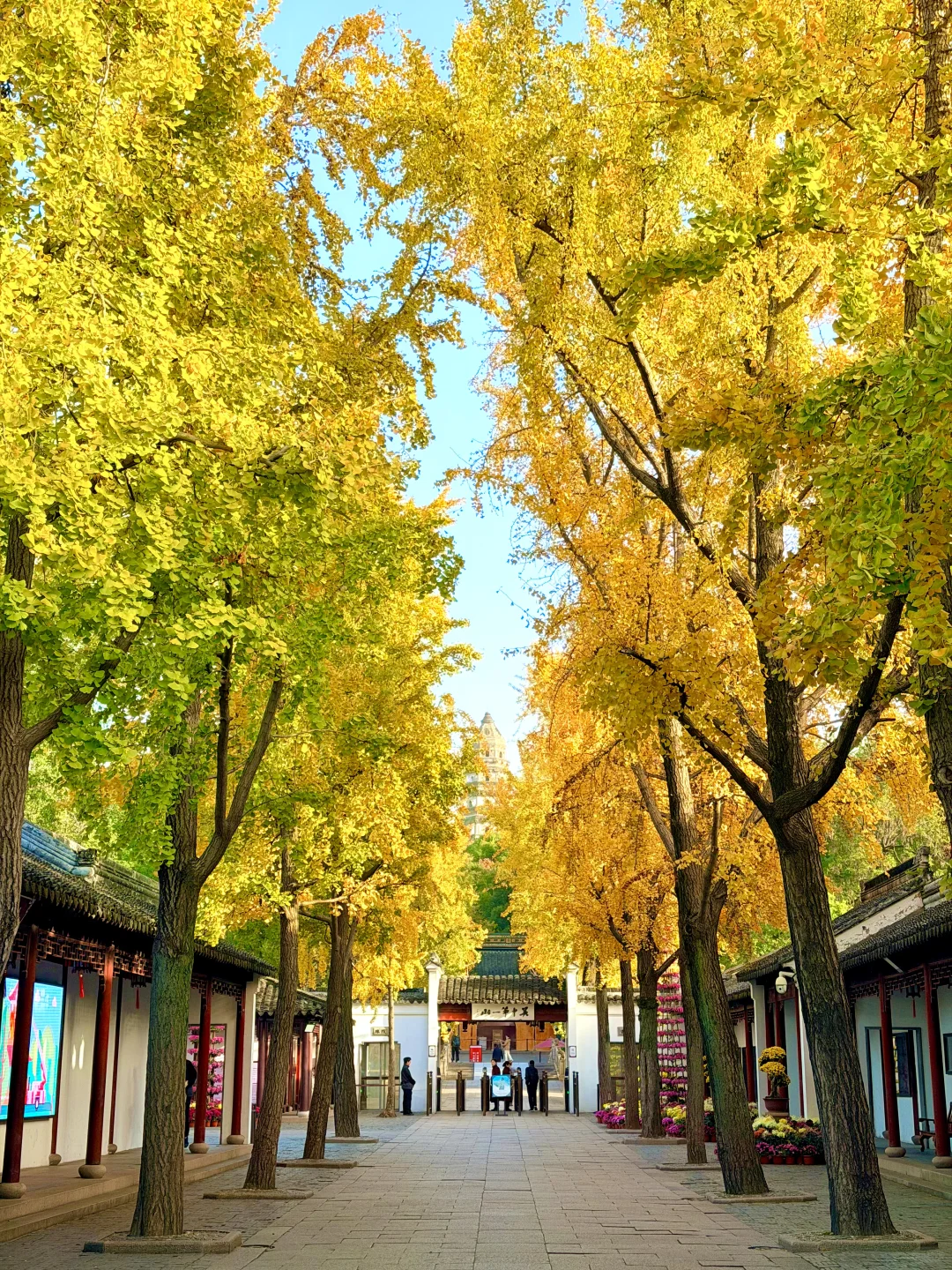 苏州12月赏秋🍂citywalk保姆级攻略(附路线)