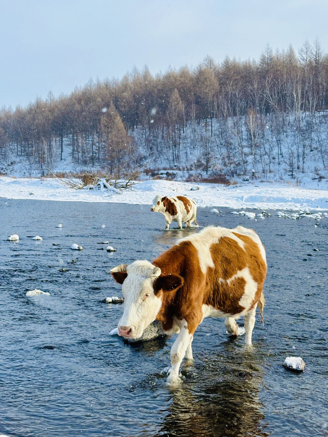 冬天的 呼伦贝尔 杀疯了丨live实拍 附攻略