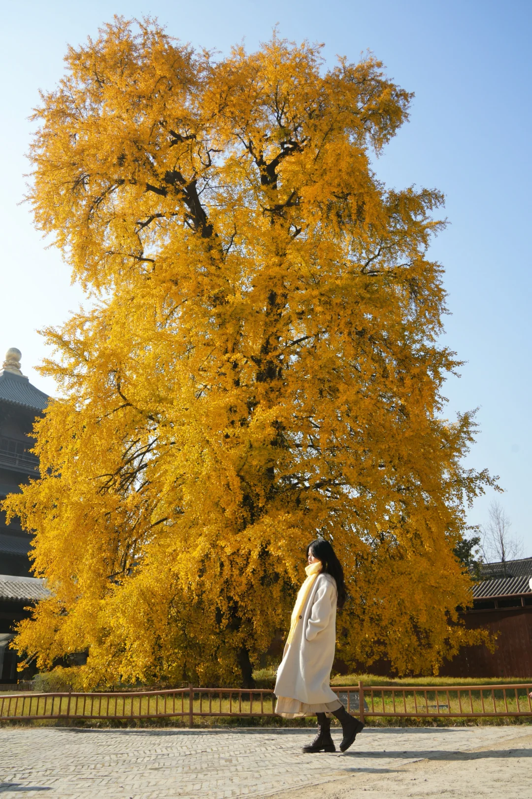 濮院古镇🍂和一棵树感受秋天