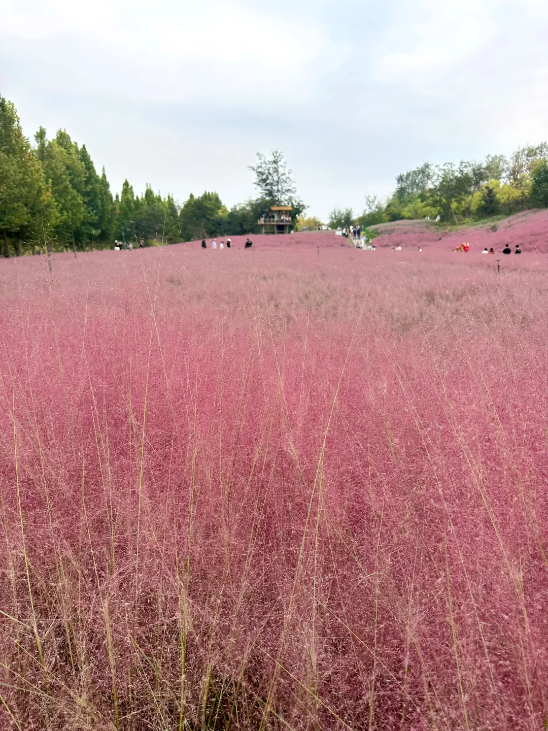 邯郸紫山粉黛草|十一免费游玩仙境