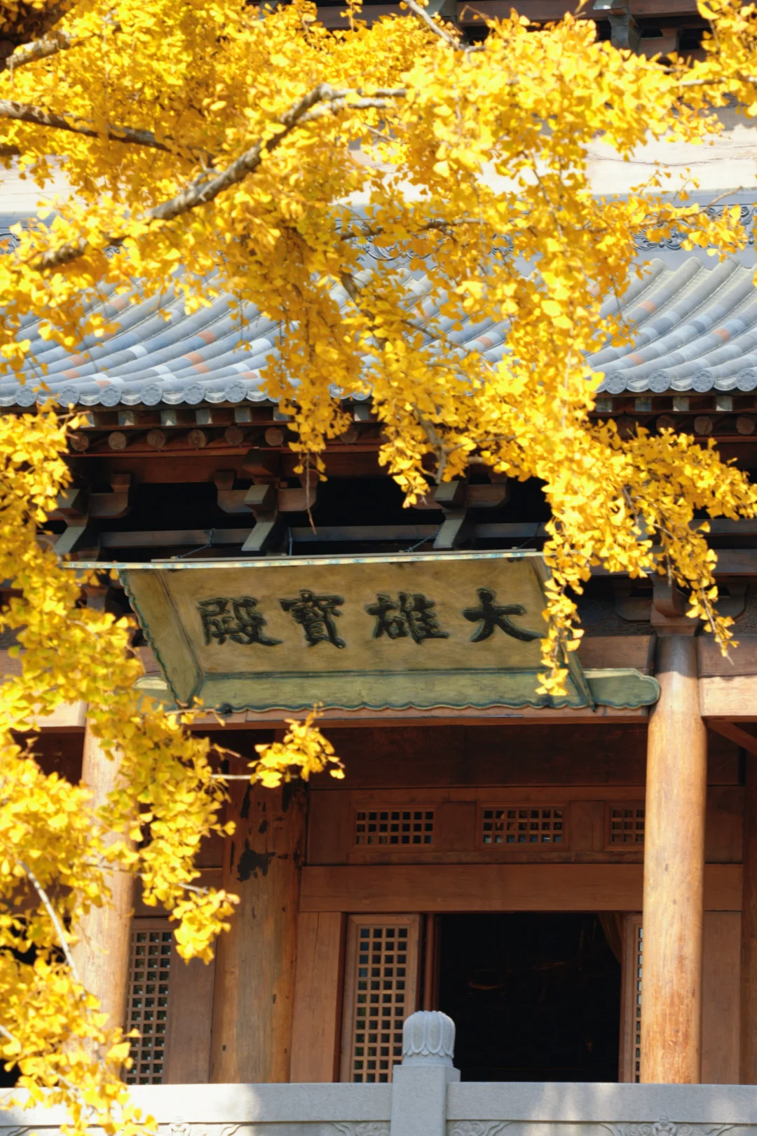 濮院古镇🍂和一棵树感受秋天