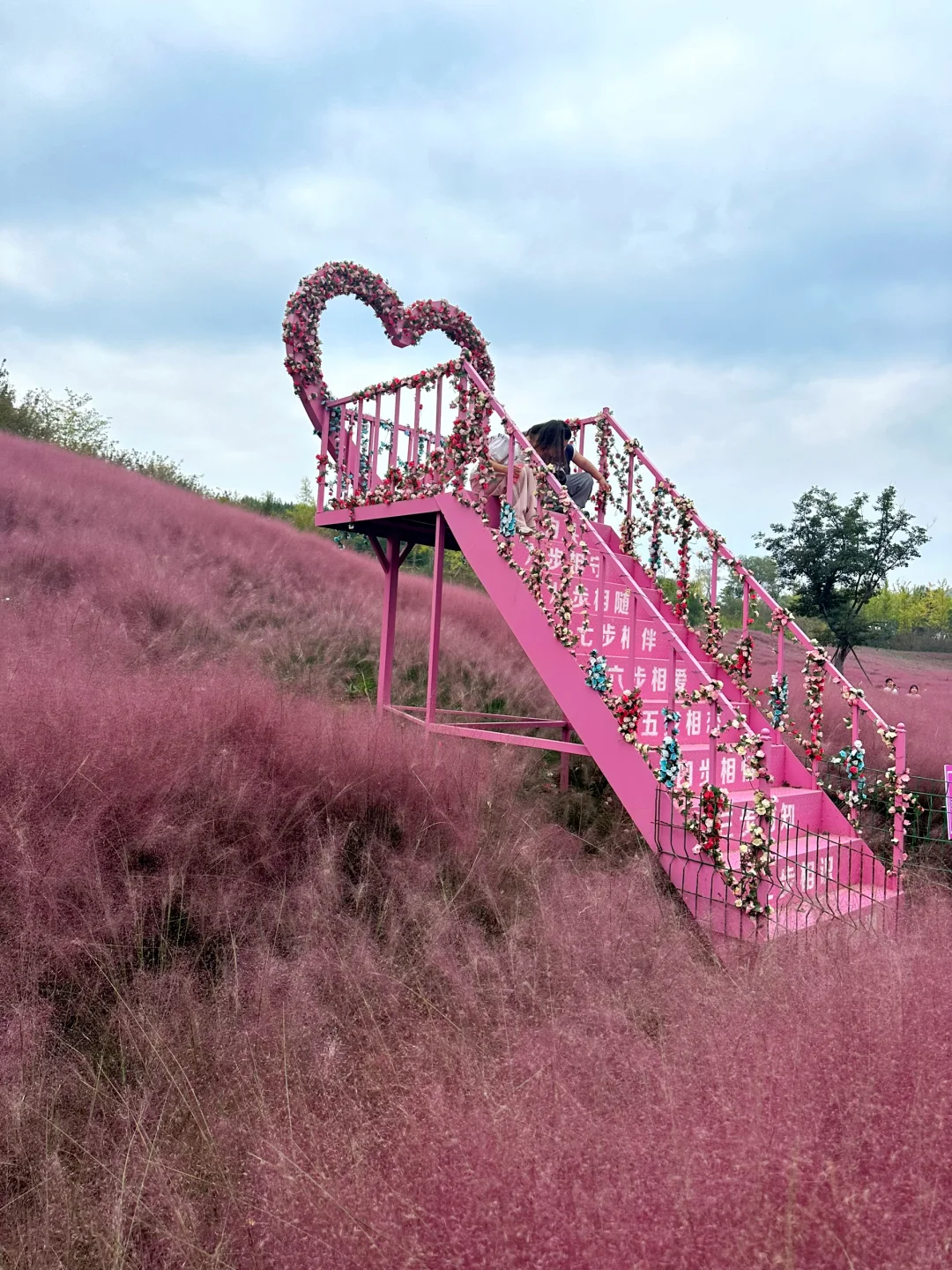 邯郸紫山粉黛草|十一免费游玩仙境