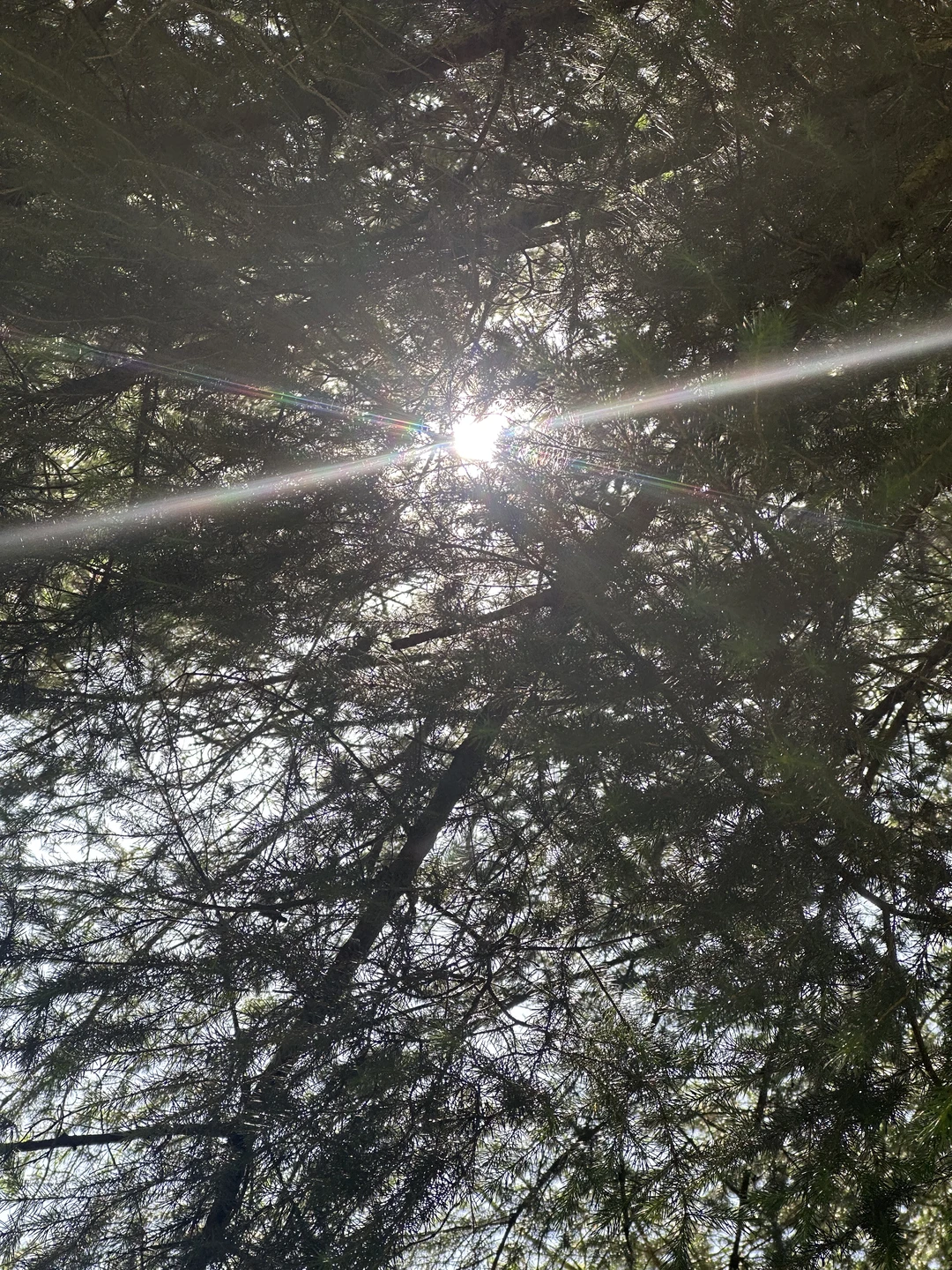 🌲 56公里逃离火炉!闯进23℃的森林瀑布