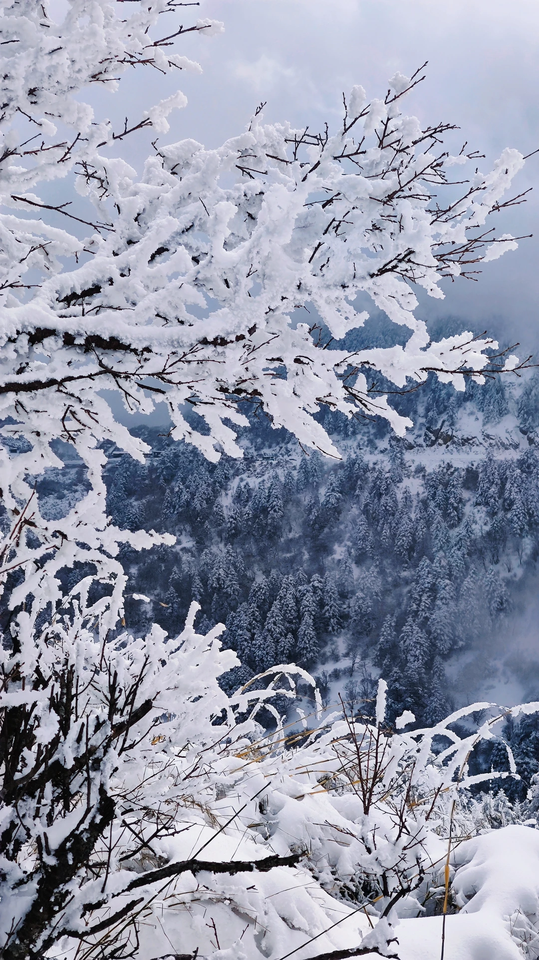 离广州最近的玩雪/滑雪攻略～神农架