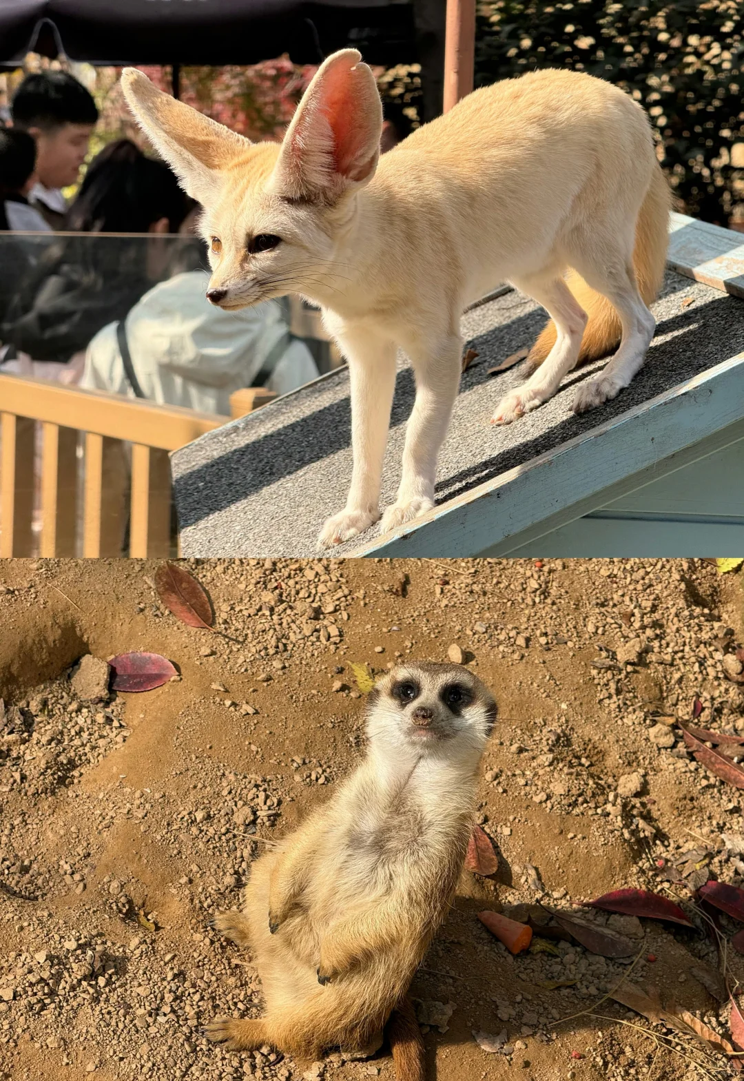 12月银基避雷攻略💣玩了两天,超好玩超值