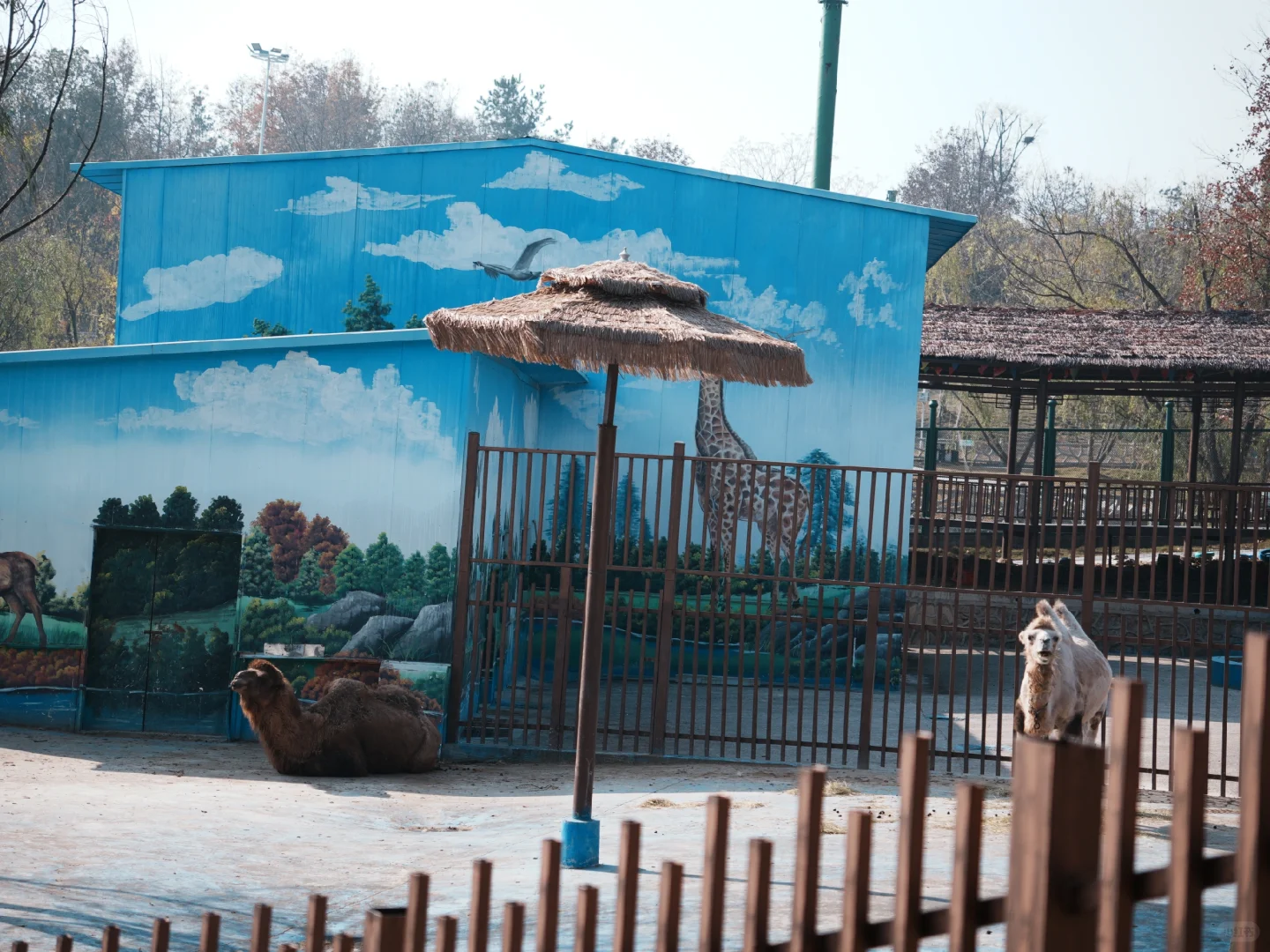 武汉遛娃|藏在景区的小天地木兰动物王国